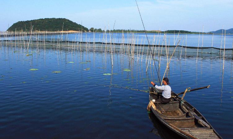 鲢鳙闹窝是什么表现,鲢鳙闹窝