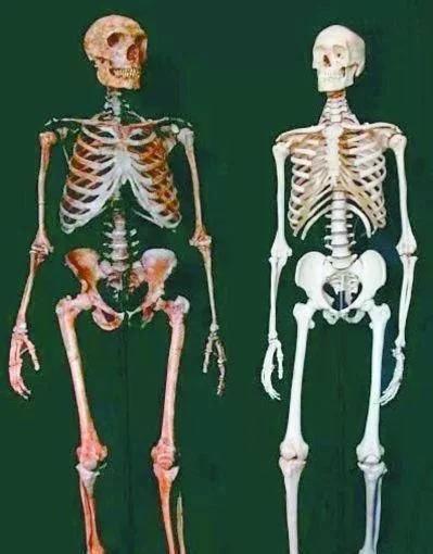 大熊猫最爱吃的竹子是什么竹子,大熊猫为什么吃竹子不伤嘴