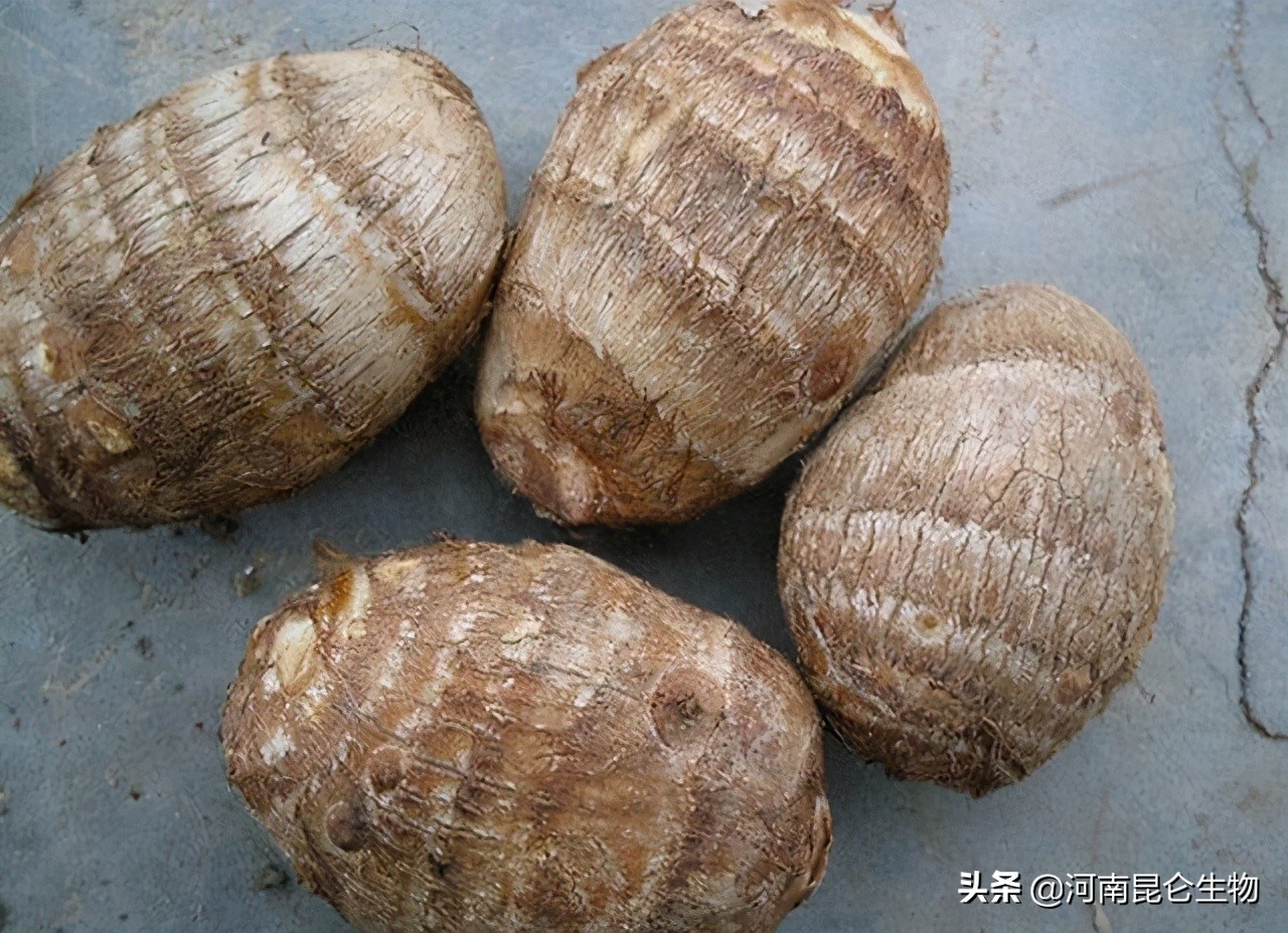 芋头死苗烂根用什么肥,芋头黄叶烂根怎么防治