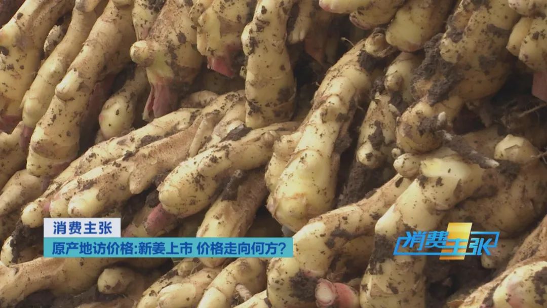 大量精品生姜出售,今日鲜姜收购价格