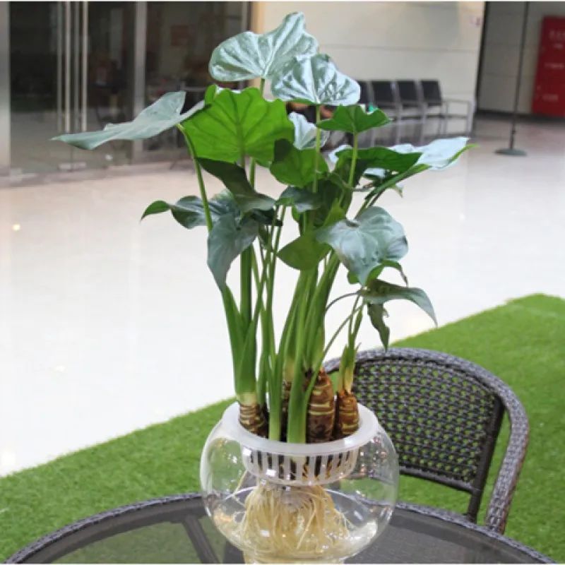 养护滴水观音,滴水观音怎样养护才好养