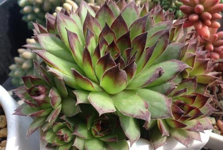 多肉怎么养才能爆盆观音莲,多肉植物观音莲养殖方法