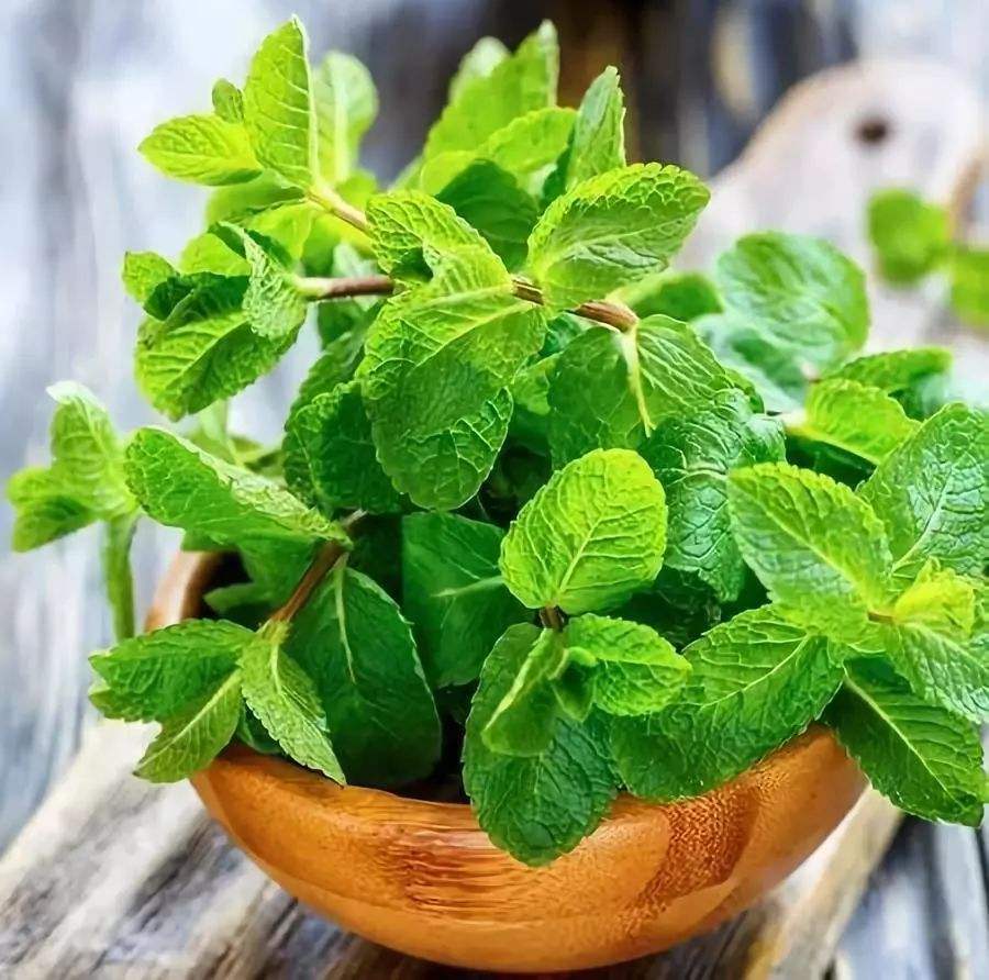 5月蚊虫多，咱可不要怕，卧室摆上几盆花，蚊虫问题轻松解决！