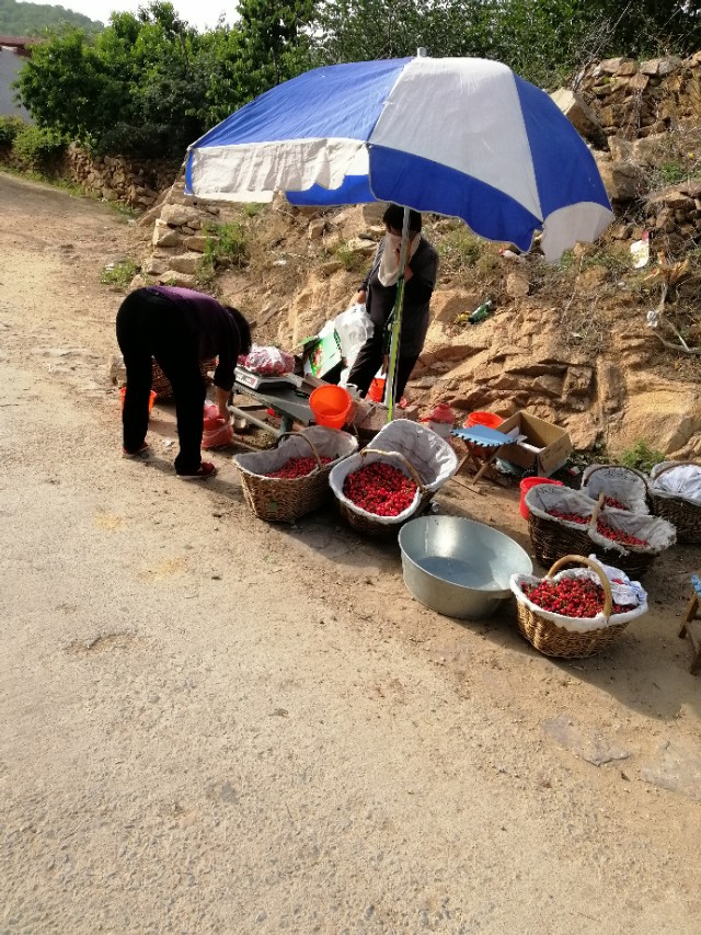 $.97.樱桃时节赴龙潭