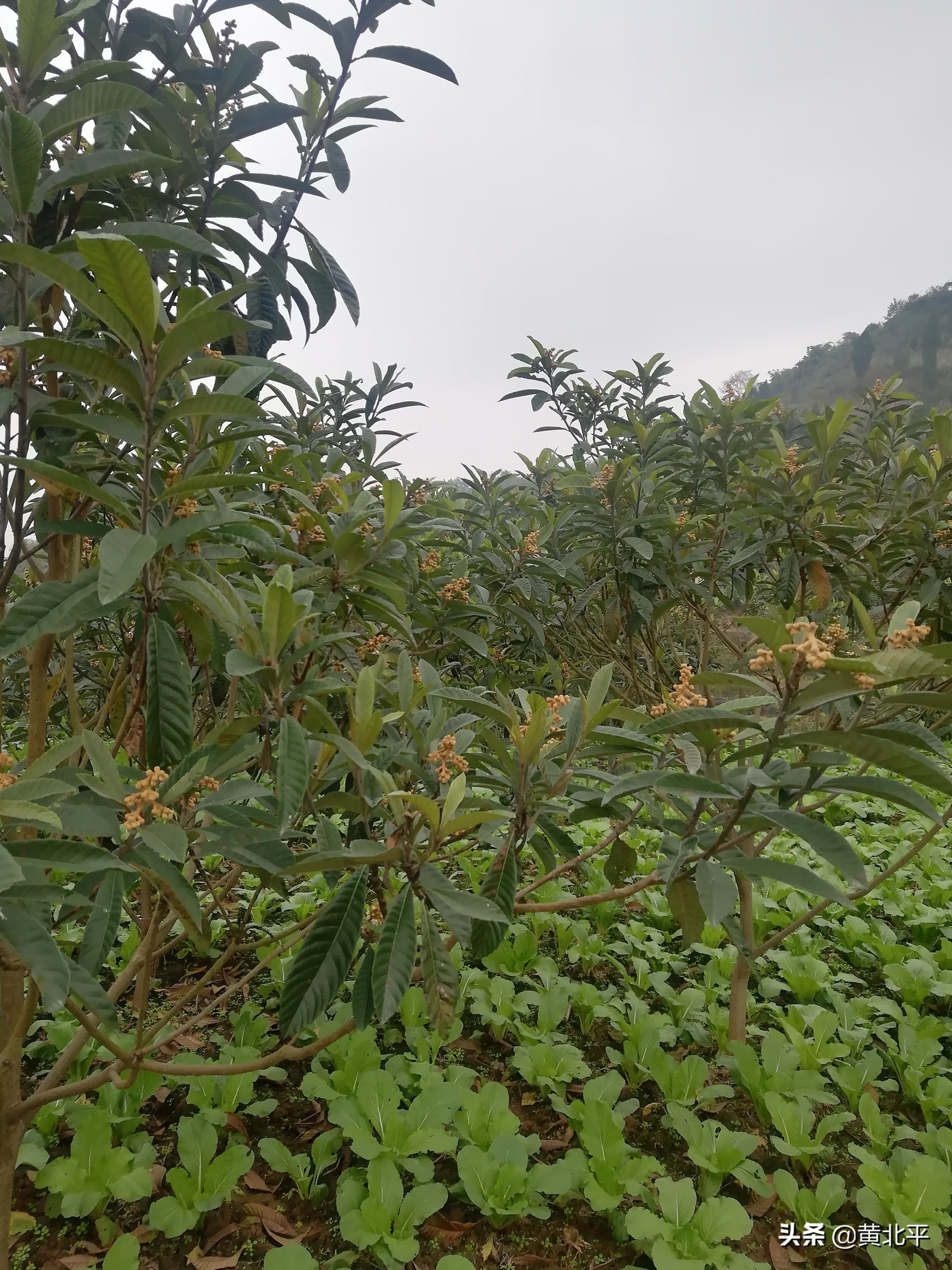 唐家大院唐家是怎么没落的,重庆唐家院子来历