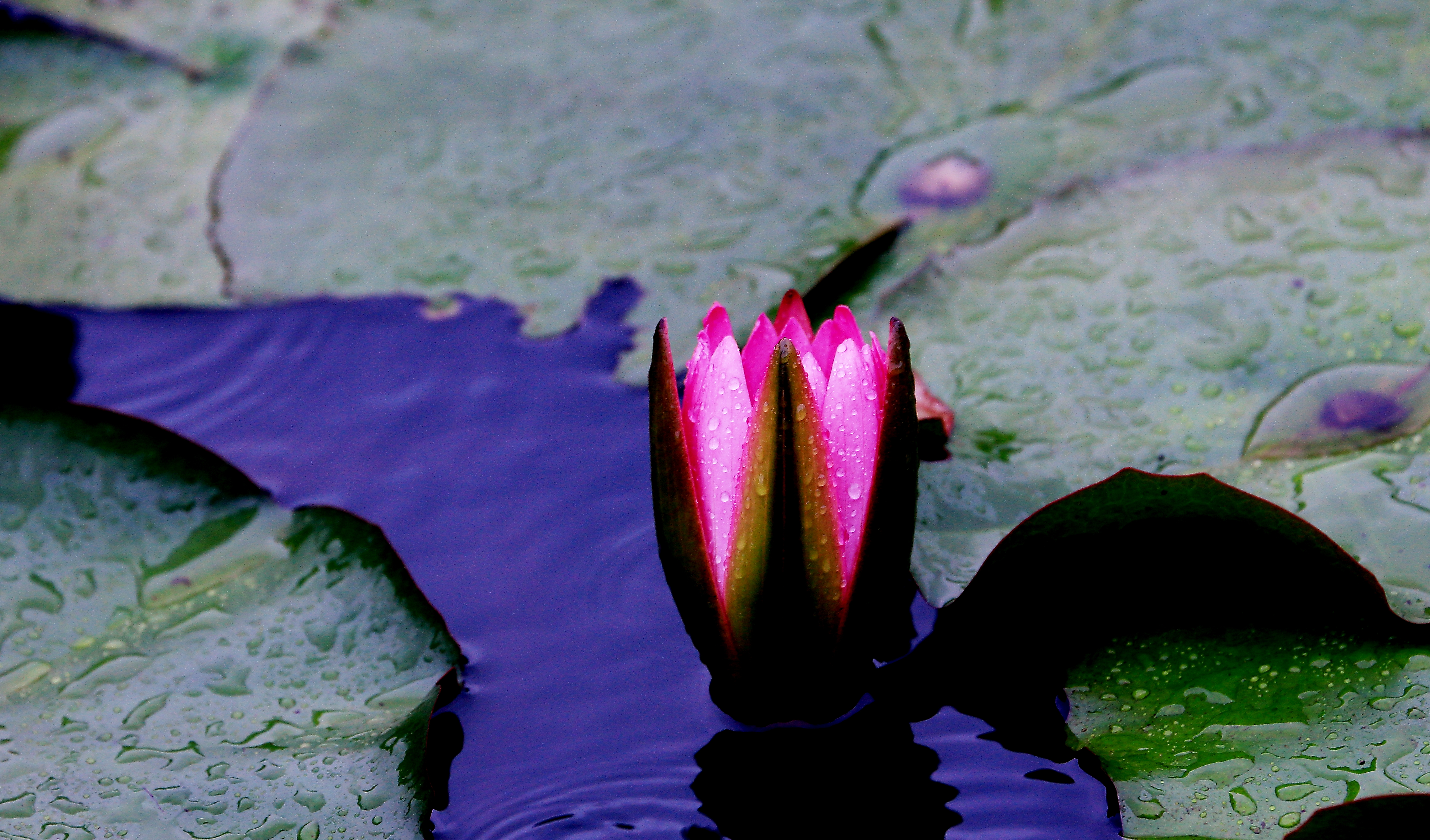 睡莲出尘的美,蔚蓝之美睡莲
