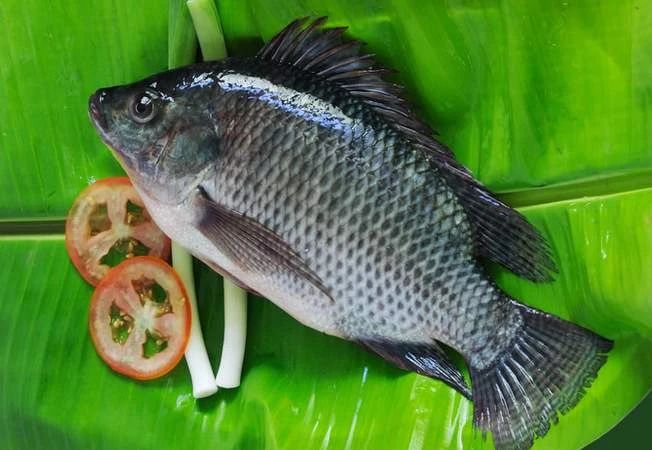 温泉鱼疗真能治病还是另有隐患,鱼疗温泉可以泡全身吗