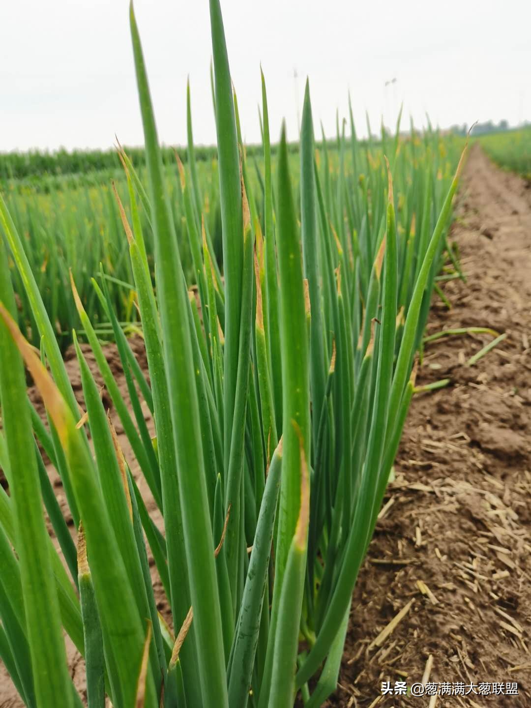 嘧霉胺能防治葱疫病吗,葱疫病怎么防治