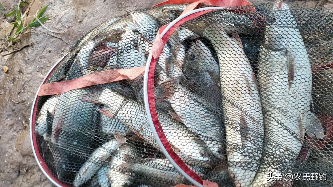 钓鲮鱼用什么钓法效果好,钓鲮鱼如何调钓