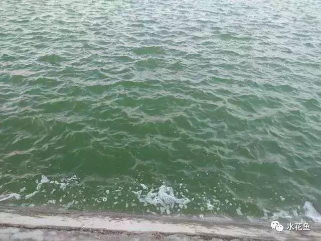 水产养殖水质评价标准,水产养殖水质怎么查看的