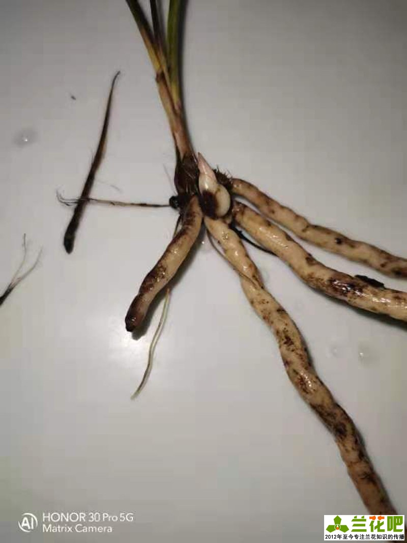 兰花叶子底部发黑烂掉一拿就掉,兰花刚发现芦头发黑还可以养吗