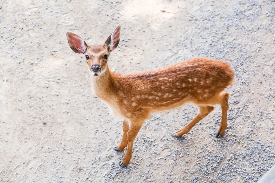 淄博新消息,淄博新景区最新消息