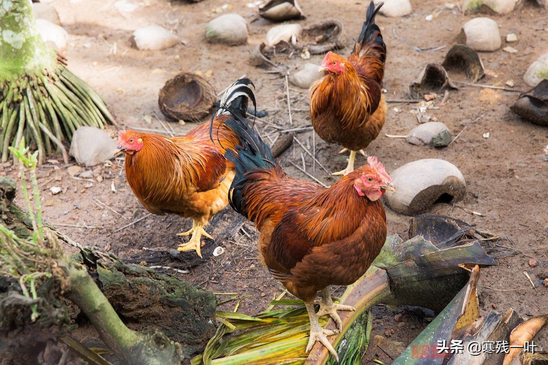 正宗海南文昌鸡,海南正宗文昌鸡吃什么长大的
