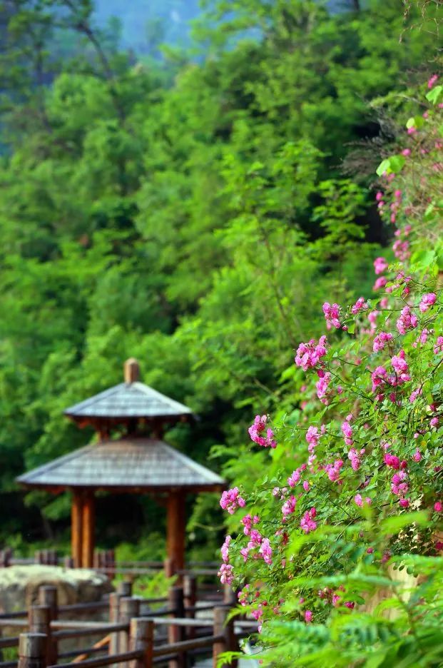济南3月免费赏花攻略,花都开了济南周边赏花攻略收好