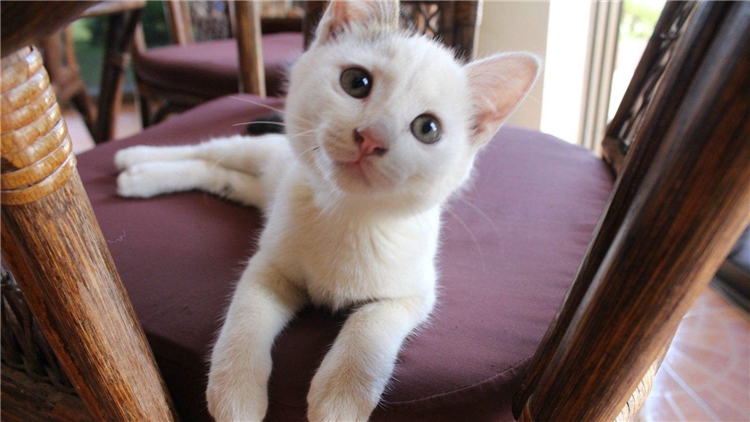 猫咪的眼屎该怎么处理,猫咪有眼屎的原因和处理方法