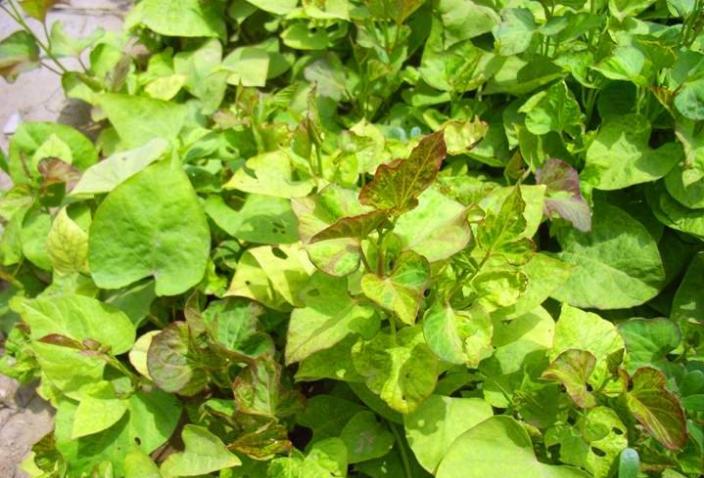 大黄素甲醚防治甘薯病毒病,甘薯病毒病的防治