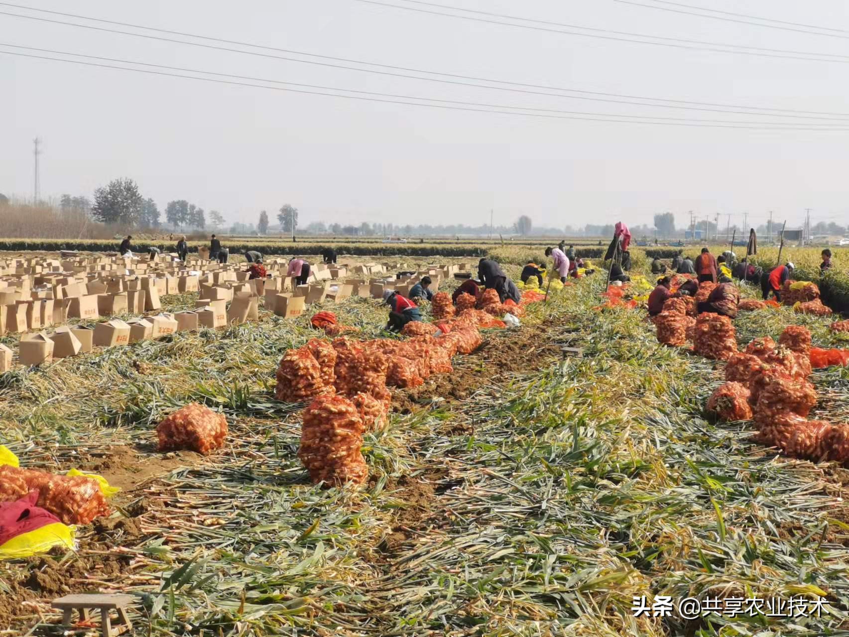 大姜以后的趋势,大姜年底会涨吗