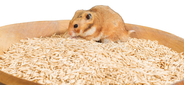 抓老鼠三招，招招灵