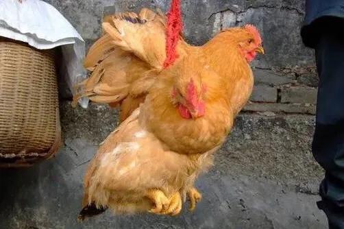 《进山给怀孕的儿媳买只土鸡！》