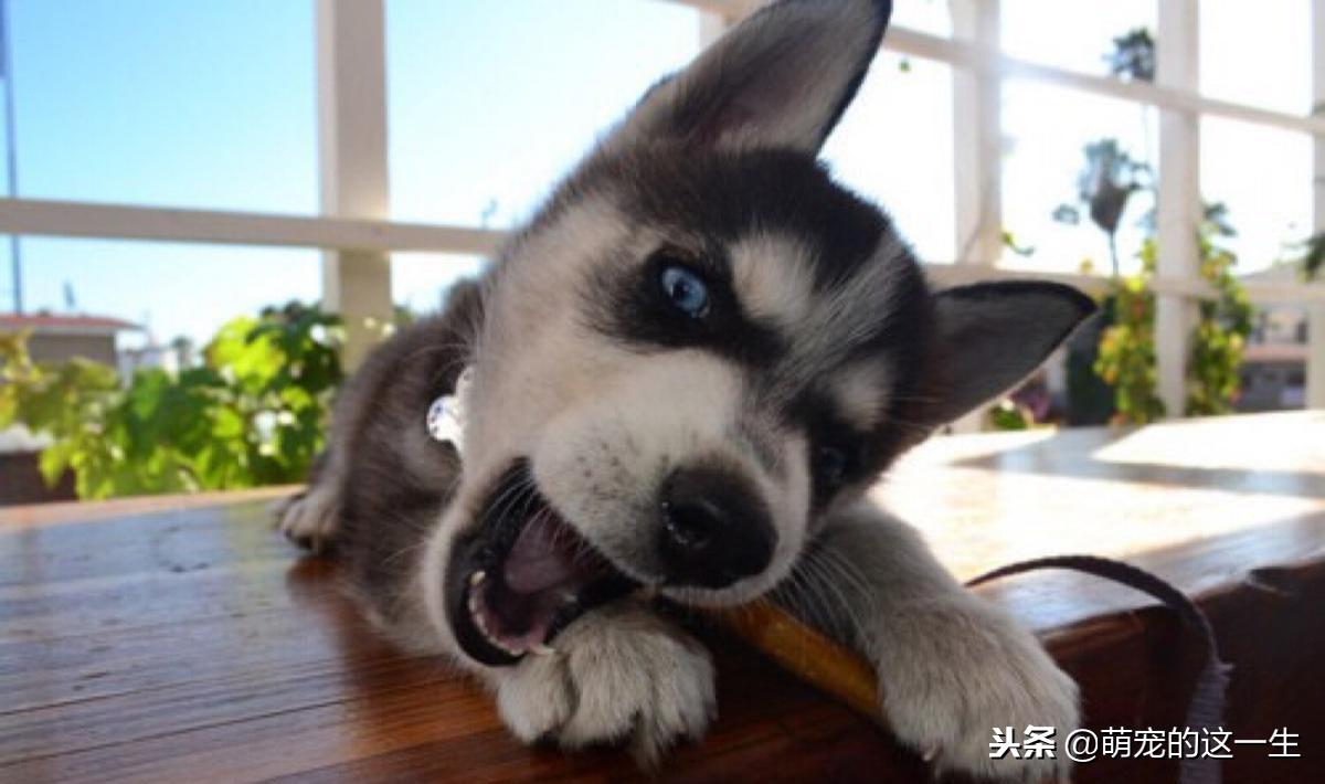 事实证明，不管是大型犬还是小型犬，养只二哈才是最省钱的