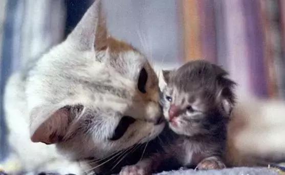 怀孕母猫如何照顾?怀孕期间及生产后的注意事项？