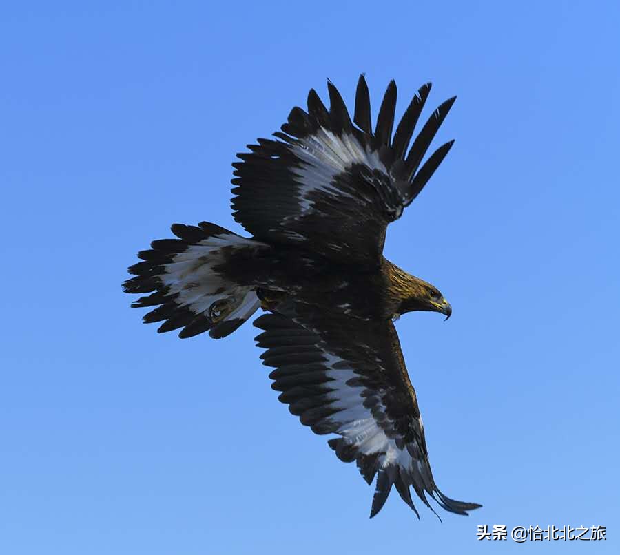 草原杀手,草原杀手视频