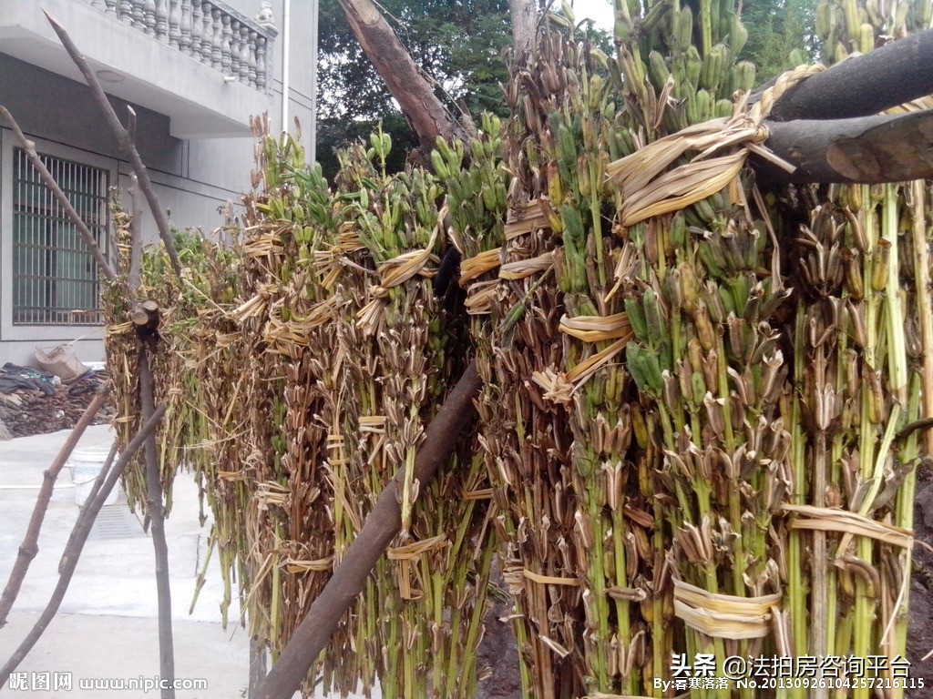 纯粹芝麻油,纯粹芝麻油广告