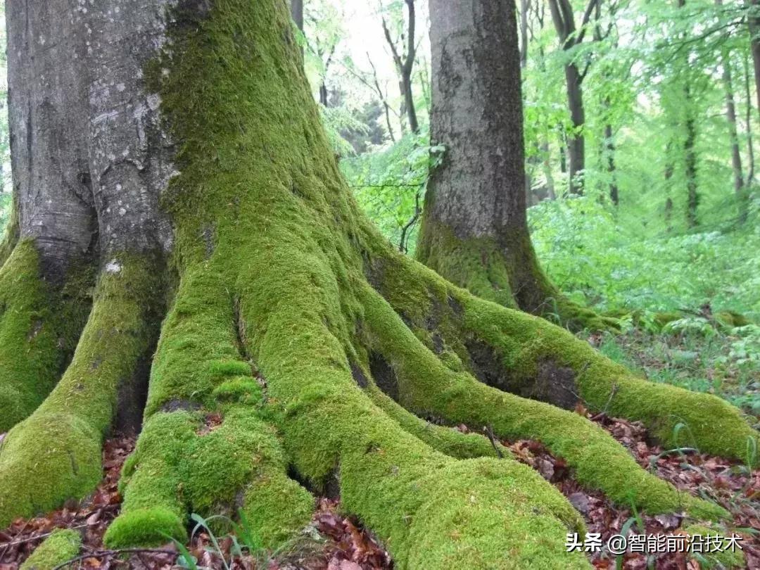 神奇“树联网”,地球本身是一个巨大的超生物体