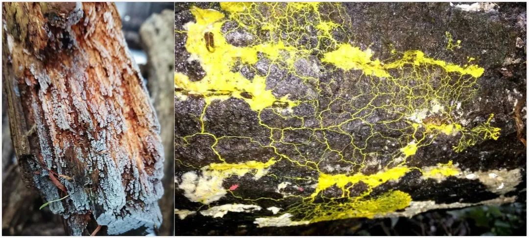 她让20万人爱上一种菌：像西米露，又似咸蛋黄，网友直呼太神奇