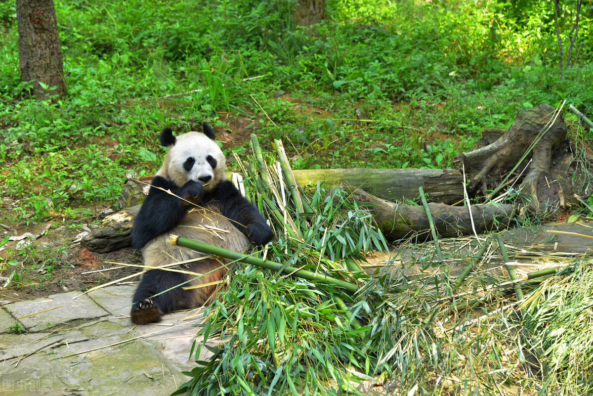 很多动物只在发情期交配，却很少听说得性病，两者有关吗？