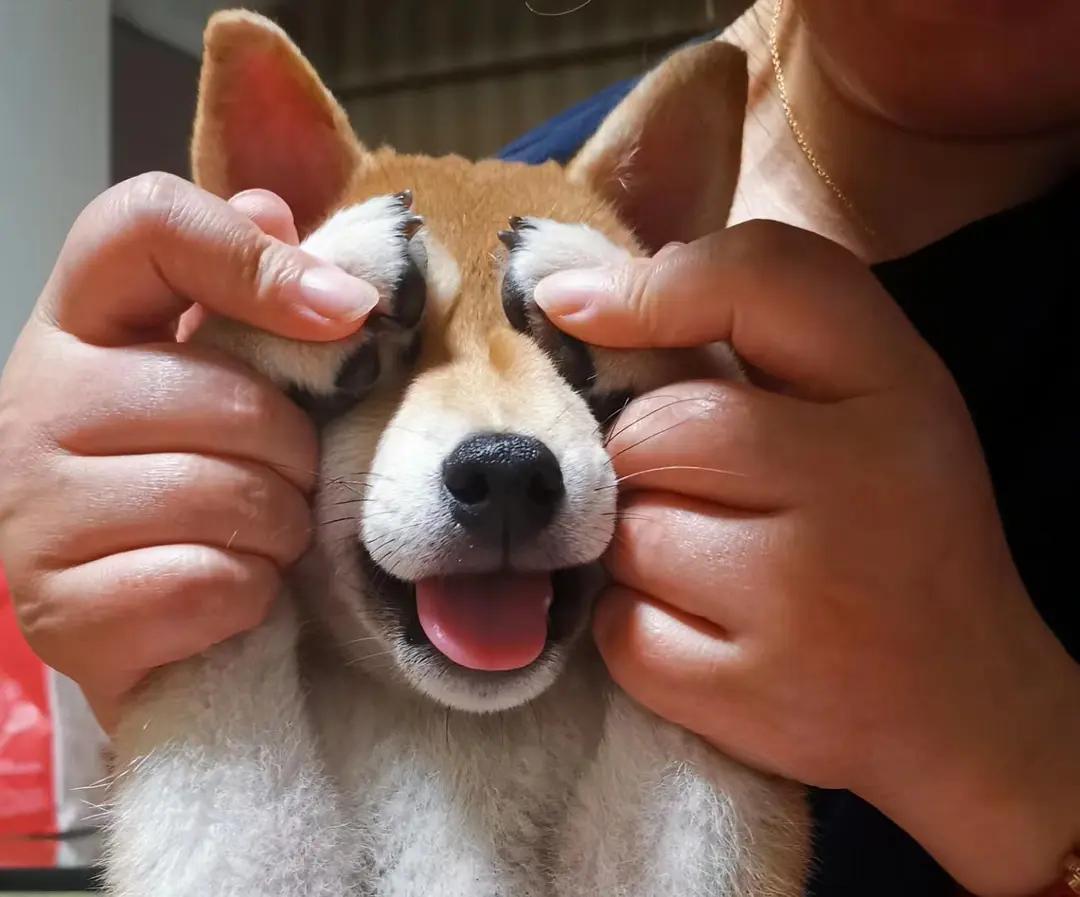 纯种柴犬怎么鉴别纯不纯,新手必看纯种柴犬到底怎么辨别