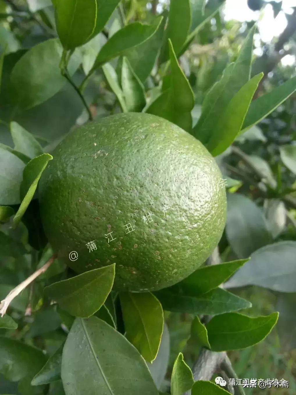 树脂病防治最佳时间,树脂病有特效药吗