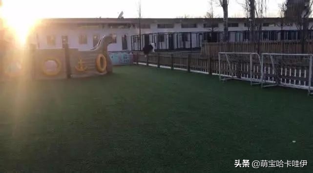 边牧如何训练跨栏,边牧为了吃肉放另外一只狗出来