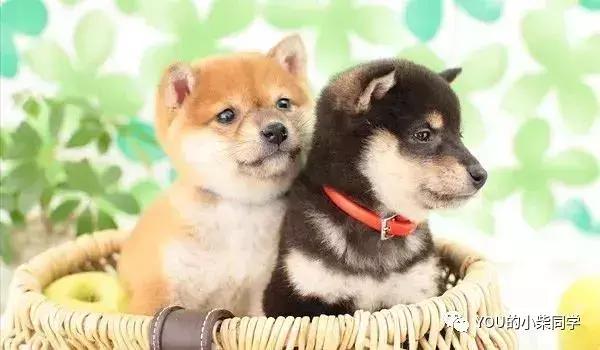 柴犬常见的几大心理疾病,柴犬有关的病