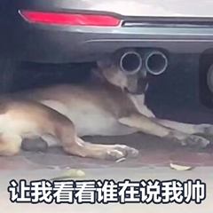 讲真的教学视频,讲真的完整版教学