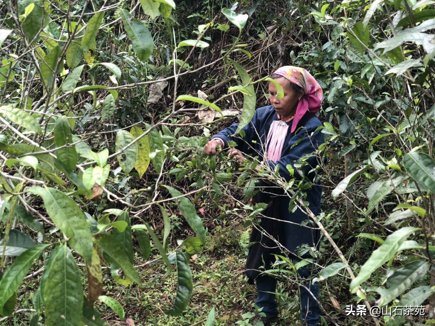 好茶和便宜茶的区别,单枞茶品尝之后怎么样才算好茶