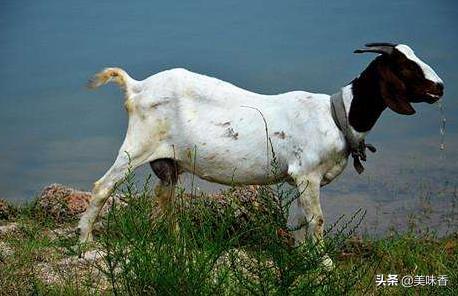 怎么治疗羊铜中毒,羊钴缺乏什么症状