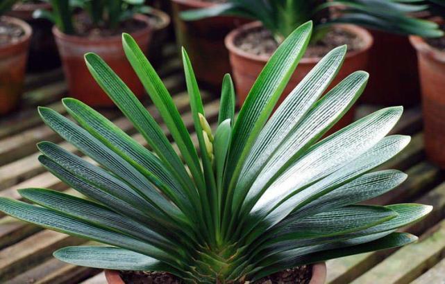 君子兰一浇水叶子就枯,君子兰一开花就蔫了咋办