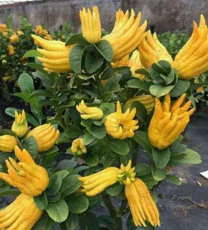怎样才能让佛手早开花早结果,为什么佛手光长叶不开花结果