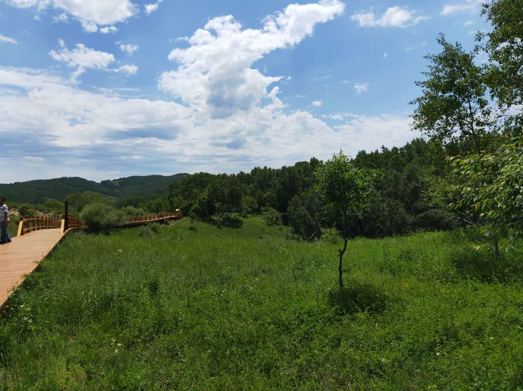 美丽的高岭塞罕坝,美丽的高岭朗诵