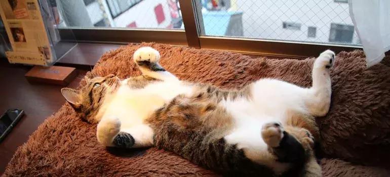 可以撸羊驼撸猫撸狗的咖啡厅,猫咖咖啡馆买猫