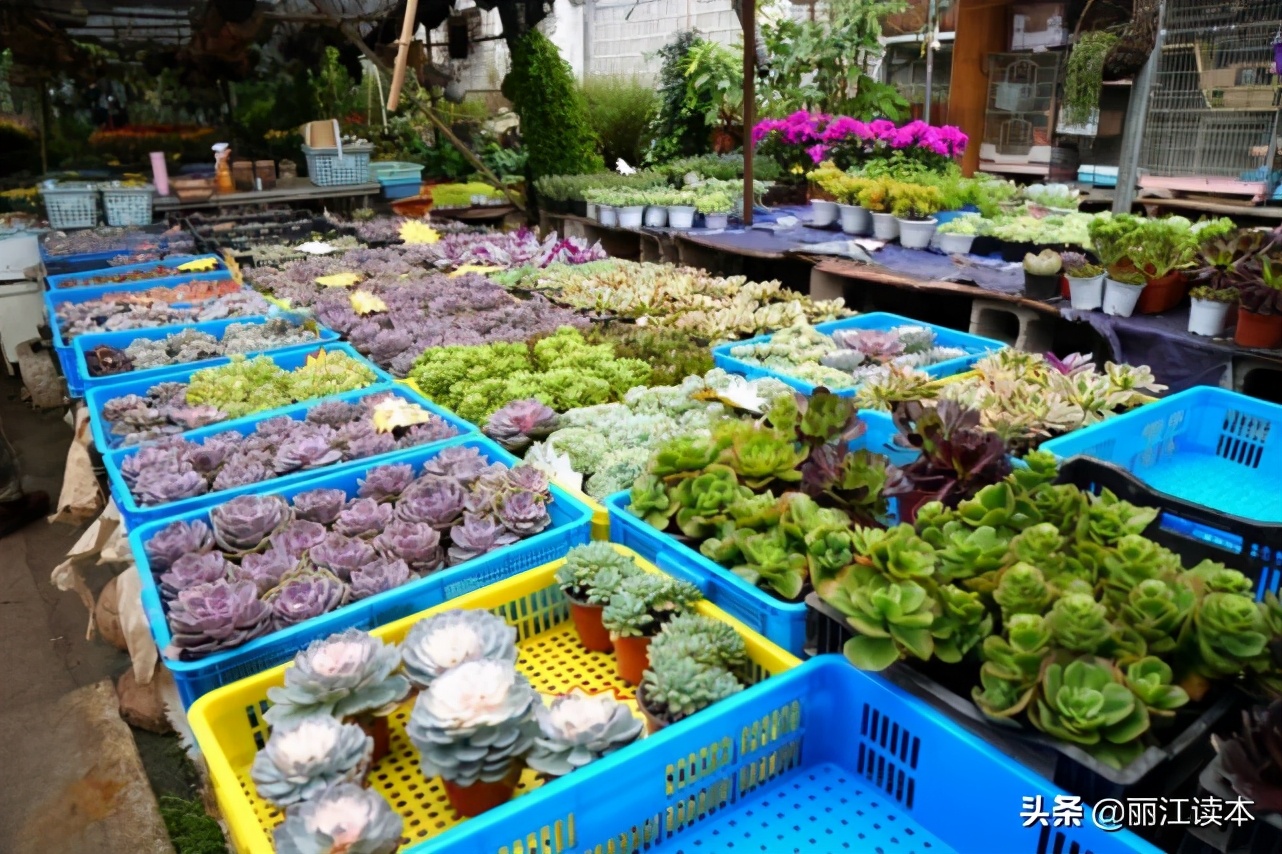 金甲和忠义市场,象山市场和金甲市场哪个好