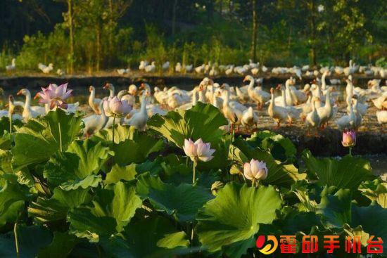 霍邱最美的道路,最美家乡霍邱