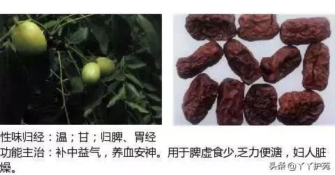农村身边的中草药主治与功效,中草药全图谱与功效