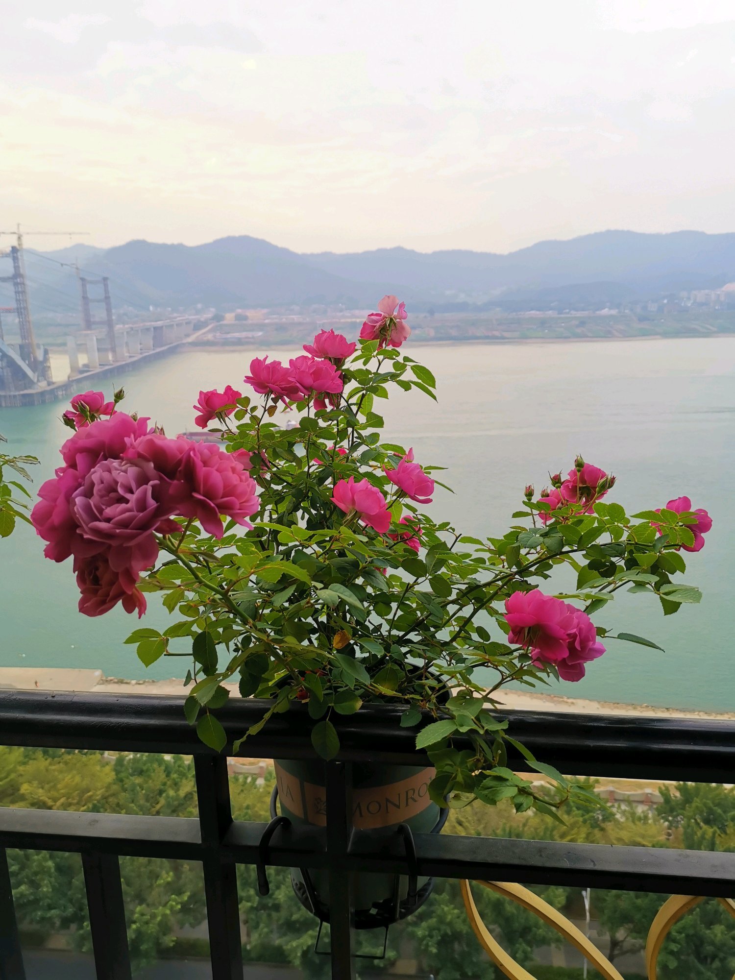 阳台养花适合家庭种植的花卉图鉴,阳台养花品种推荐不生虫