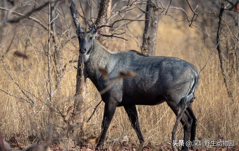 十种最强的牛科动物,牛科动物都有哪些
