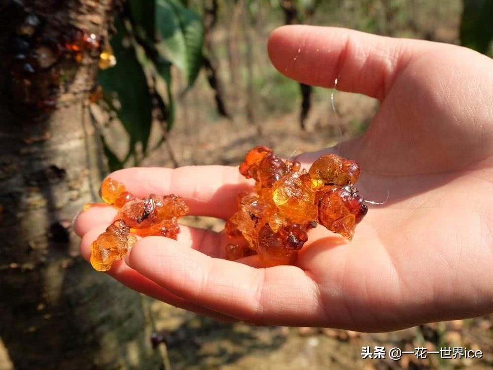 桃树上这种“煤渣”,过去农村娃当糖吃,如今30元一斤成稀罕货