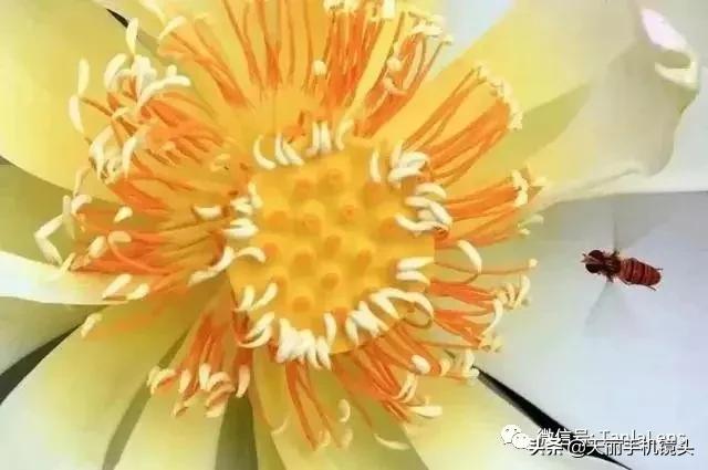 天丽摄影作品集,天丽镜头视频完整版