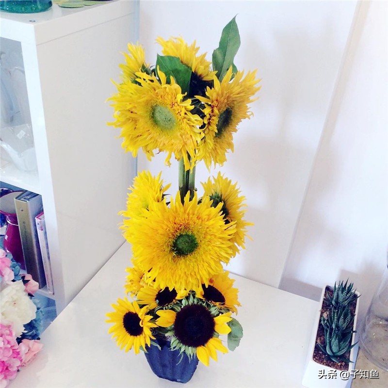 最难被人算计的星座聪明却不外露,愿意吃亏却不被辜负的星座