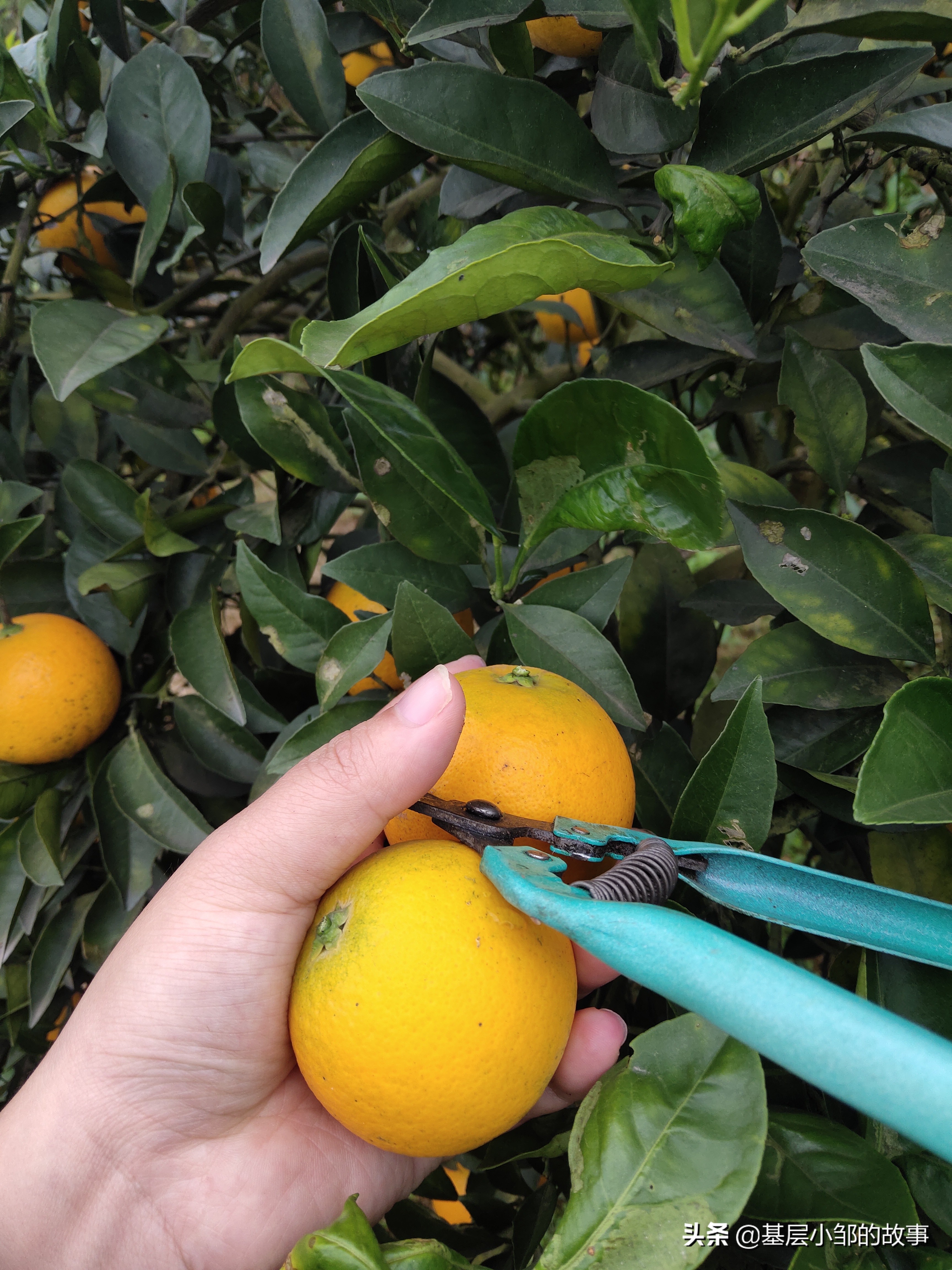 麻阳冰糖橙推介视频,橙子正宗麻阳冰糖橙整箱10斤大果